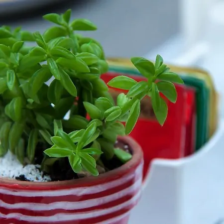 Palazzo Starace 소렌토